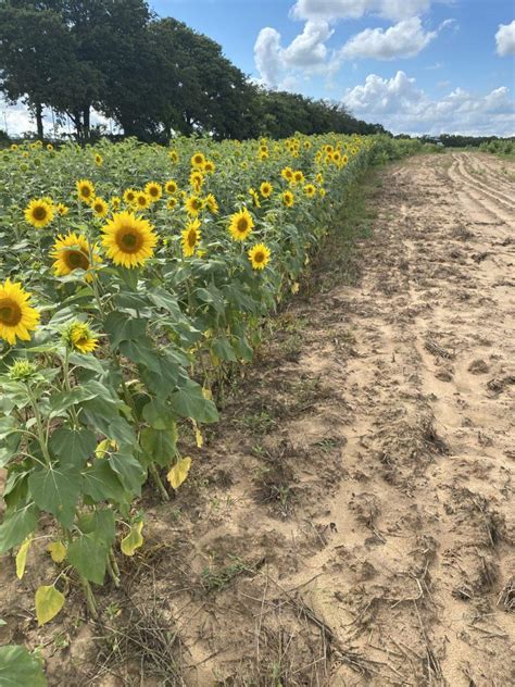 sunflower field ennis tx  The current Trulia Estimate for 117 Oil Field Rd is $479,100